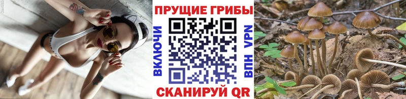 Купить где  Краснослободск  Галлюциногенные грибы Psilocybine cubensis 